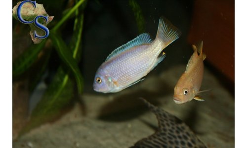 Pseudotropheus msobo magunga